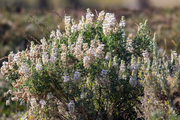 Desert Flowers