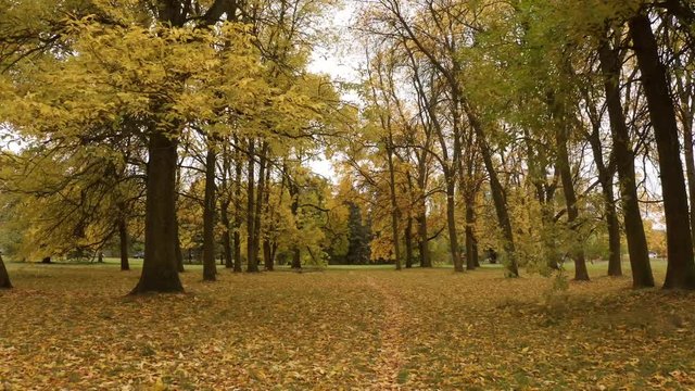 Beautiful autumn park with trees and yellow leaves. Drone shot between trees in the fall period.