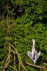 Graureiher (Ardea cinerea)