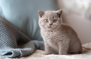 Fototapeta na wymiar Süßen Britisch Kurzhaar Kitten auf Sofa