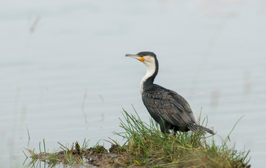 Cormorant on the banks of lake Nakuru,Kenya,Africa