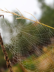 Cobweb with drops of water on a corn stalk