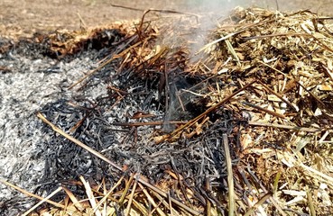 grass in the forest