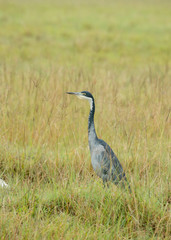 African Grey Heron  on the banks of lake Nakuru,Kenya,Africa