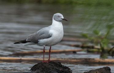Gull on the banks of lake Nakuru,Kenya,Africa