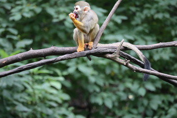 singe
