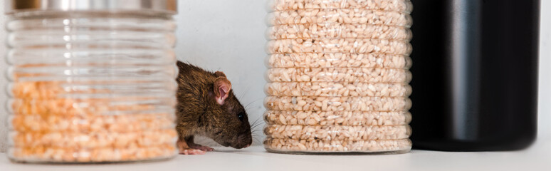 panoramic shot of small rat near jars with peas and barley in jars