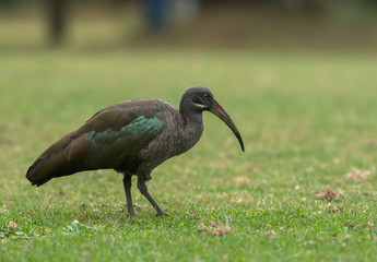 Hadada Ibis at masai Mara,Kenya,Africa