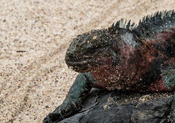 Closeup of marine iguana with red skin on a beach in Espanola Island, Galapagos.