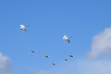Flying Whooper Swans - Cygnus cygnus.