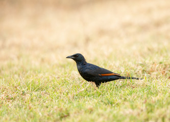 Red-winged Starling on the banks of lake Nakuru,Kenya,Africa