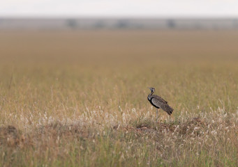 Blacl Bellied Bustard at Masai Mara,Kenya,Africa