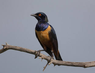 Golden Starling  at masai Mara,Kenya,Africa