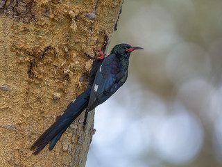 Green Wood Hoopoe on the banks of lake Nakuru,Kenya,Africa