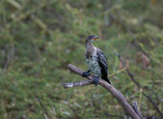 Long-tailed Cormorant  on the banks of lake Nakuru,Kenya,Africa