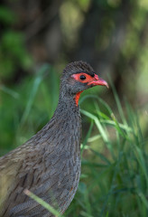 Red-necked Spurfowl at masai Mara,Kenya,Africa