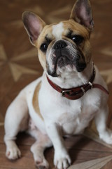 portrait of a young male breed German boxer close-up, bright photo, beautiful dog, intelligent eyes look into the camera, brown color with long ears, lie, rest, - 