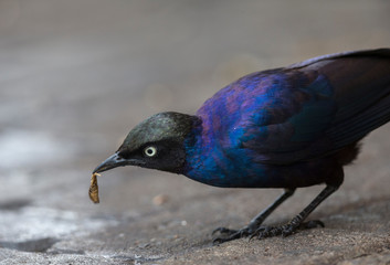 Ruppells Starling feeding on insect at masai Mara,Kenya,Africa
