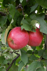 Sweet, red, juicy apples growing on the tree in their natural environment.
