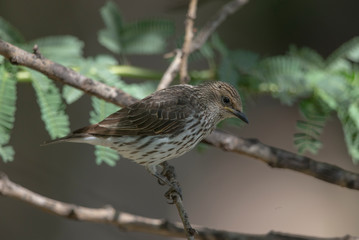 Streak-brested Flycatcher seen near masai Mara,Kenya,Africa