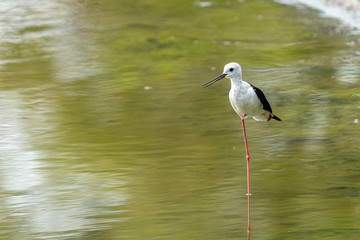 Black-winged stilt (himantopus himantopus) in 