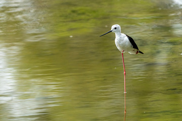 Black-winged stilt (himantopus himantopus) in 