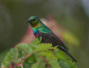 Colourful Sunbird seen at Lake Naivasha,Kenya,Africa