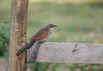 White-browed Coucal seen at lake Naivasha,Kenya,Africa