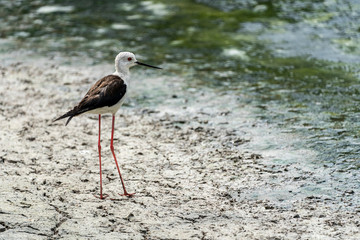 Black-winged stilt (himantopus himantopus) in 