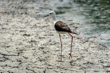 Black-winged stilt (himantopus himantopus) in 