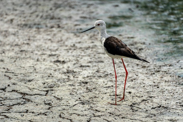 Black-winged stilt (himantopus himantopus) in 