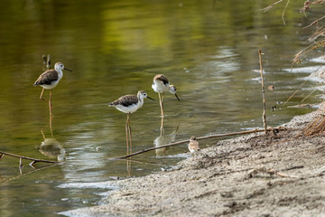 Breeding group of Black-winged stilt (himantopus himantopus) in 