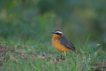 White-Browed Robin Chat seen at lake Nakuru,Africa,Kenya