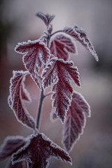 The frozen red leaves