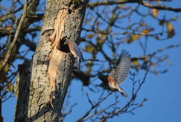 Two Eastern Blue birds