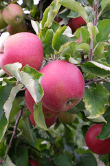 Sweet, red, juicy apples growing on the tree in their natural environment.