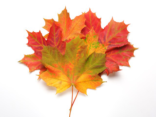Bright autumn maple leaves on a pure white background