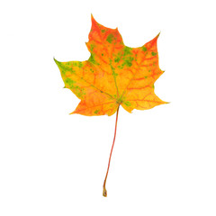 Bright autumn maple leaves on a pure white background