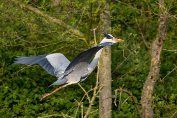 Graureiher (Ardea cinera)