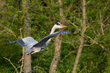 Graureiher (Ardea cinera)