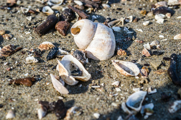 Shells on the shores of the Danube River.