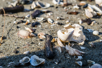 Shells on the shores of the Danube River.