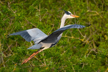 Graureiher (Ardea cinera)