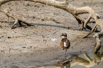 Little ringed plover in Albufera of Valencia.