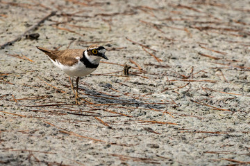 Little ringed plover in Albufera of Valencia.