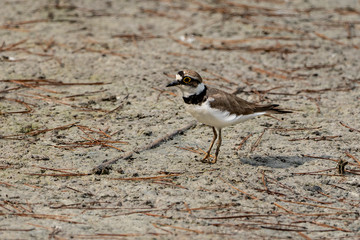 Little ringed plover in Albufera of Valencia.