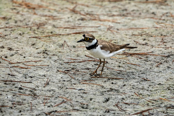 Little ringed plover in Albufera of Valencia.