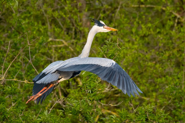 Graureiher (Ardea cinera)