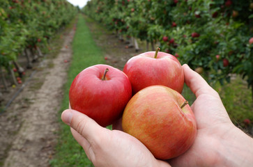 Sweet, red, juicy apples growing on the tree in their natural environment.