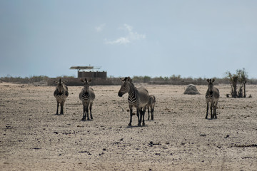 Fototapeta na wymiar Zebras Family near the desert in Namibia Africa